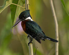 Green Kingfisher