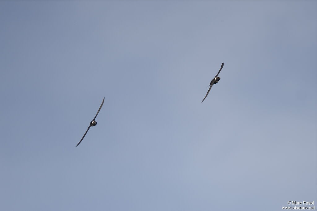 White-collared Swift, Flight