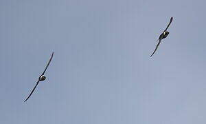 White-collared Swift