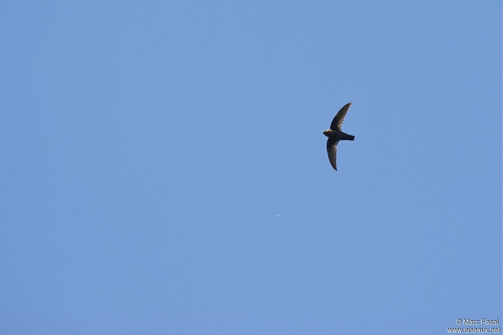 Chestnut-collared Swift male, Flight