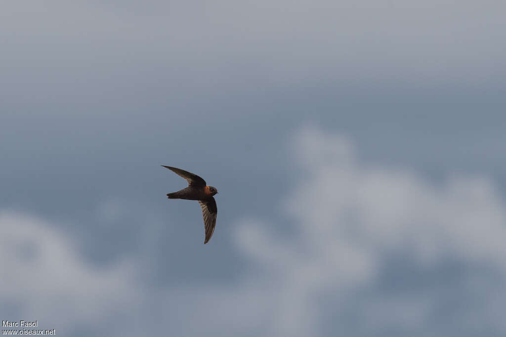 Chestnut-collared Swiftadult, pigmentation, Flight, fishing/hunting