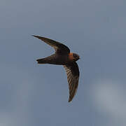 Chestnut-collared Swift