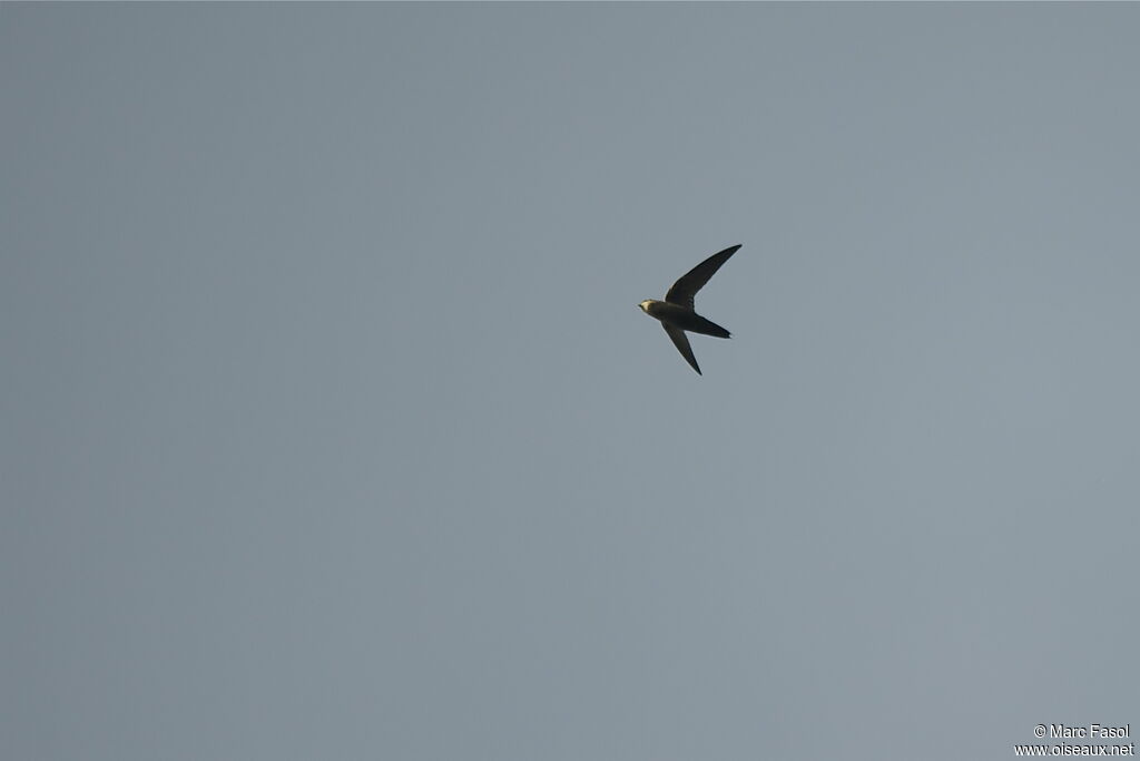 Grey-rumped Swiftadult, Flight