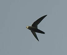 Grey-rumped Swift