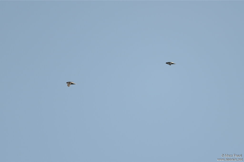 Grey-rumped Swiftadult, Flight