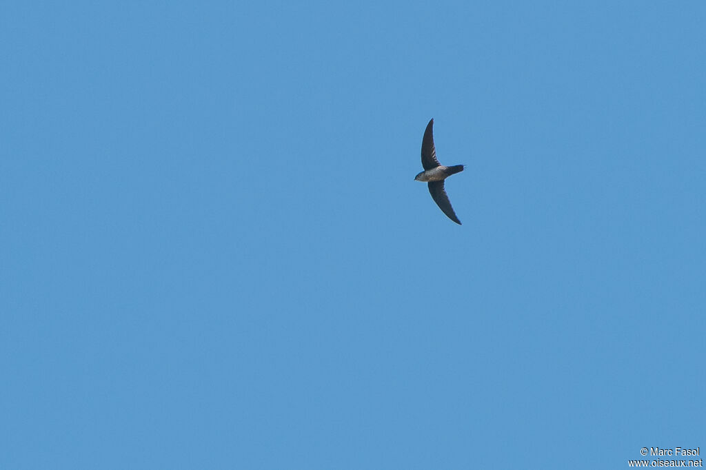 Grey-rumped Swift, Flight