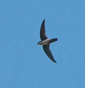 Grey-rumped Swift