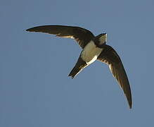 Alpine Swift