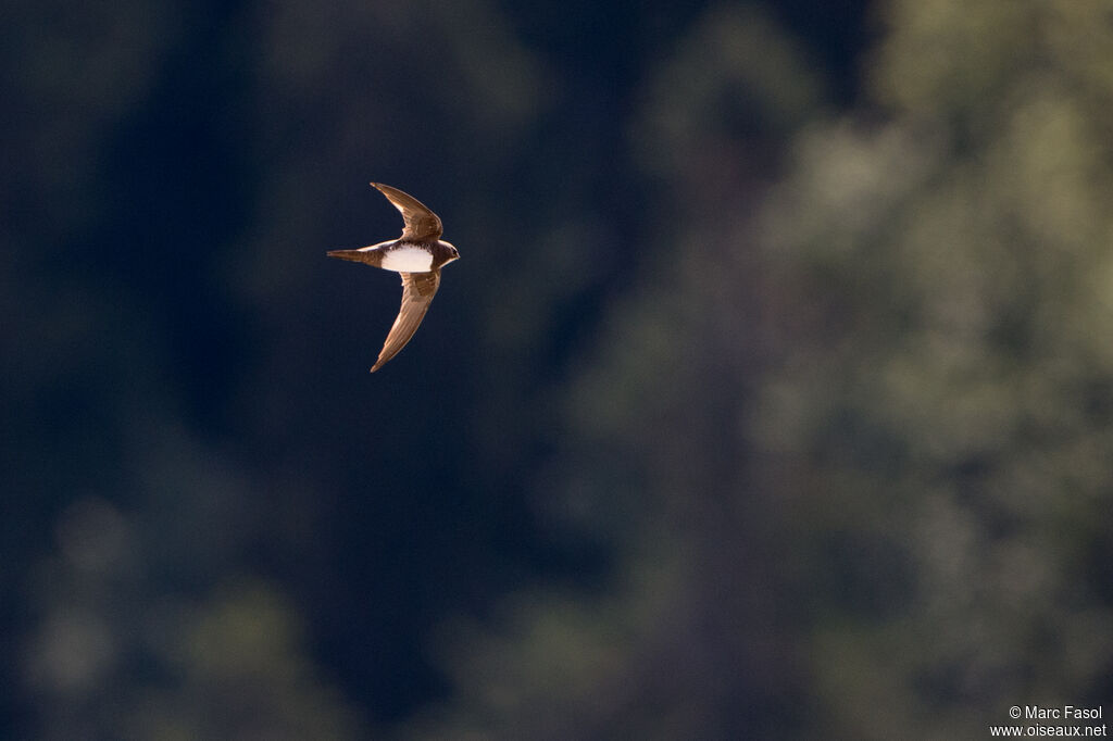 Alpine Swiftadult, identification, Flight, fishing/hunting