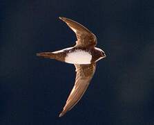 Alpine Swift