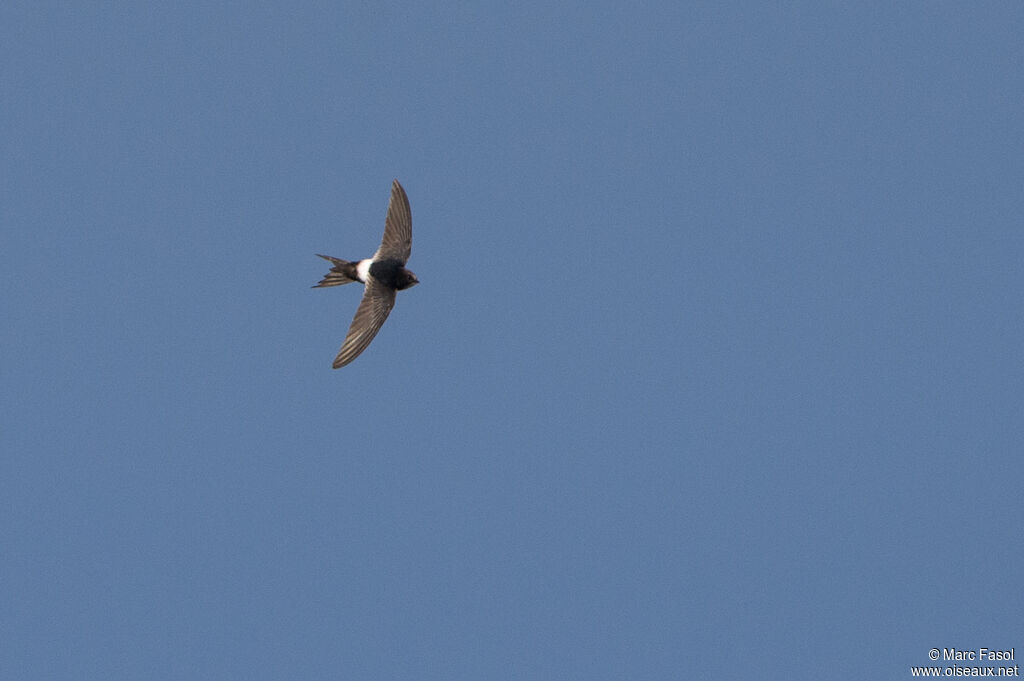 White-rumped Swiftadult, Flight