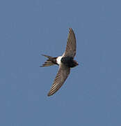 White-rumped Swift