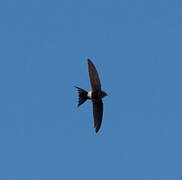 White-rumped Swift