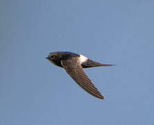 White-rumped Swift