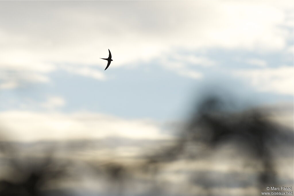 Fork-tailed Palm Swiftadult, Flight