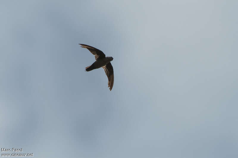Ashy-tailed Swift, identification