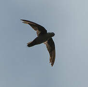 Ashy-tailed Swift