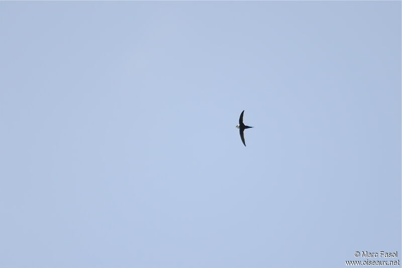 Lesser Swallow-tailed Swiftadult, Flight