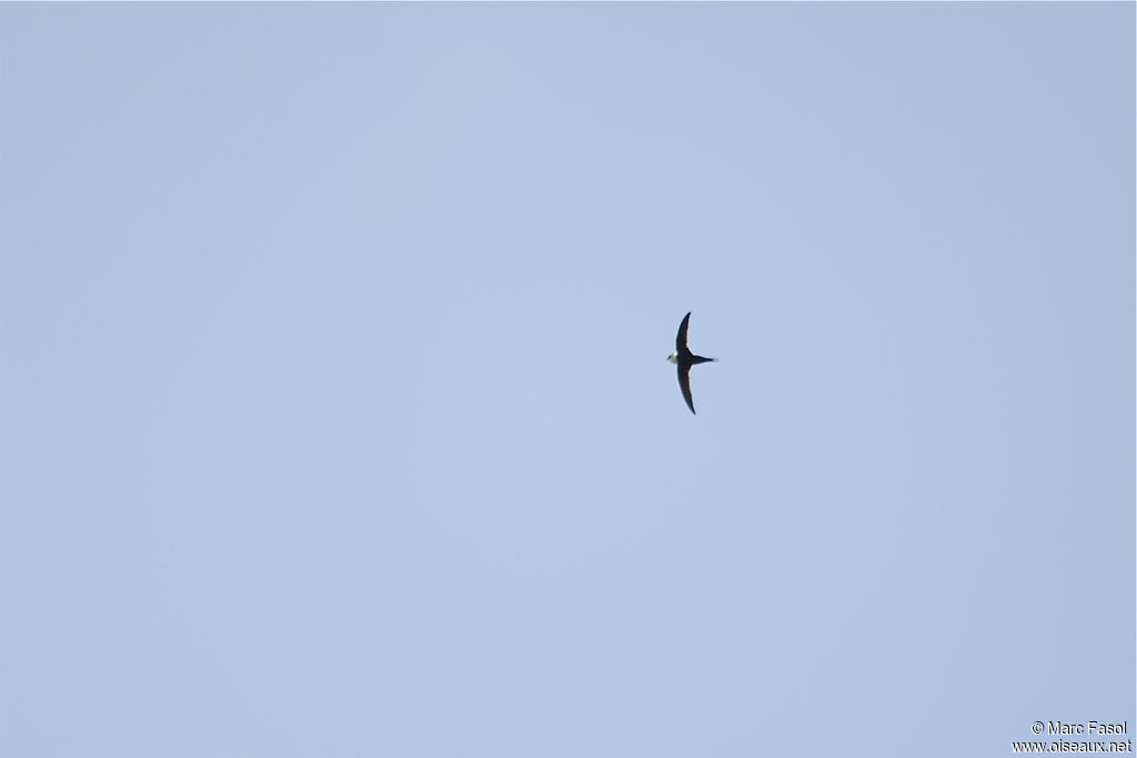 Lesser Swallow-tailed Swiftadult, Flight