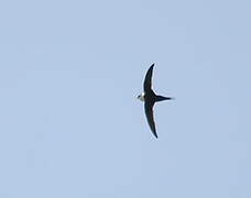 Lesser Swallow-tailed Swift