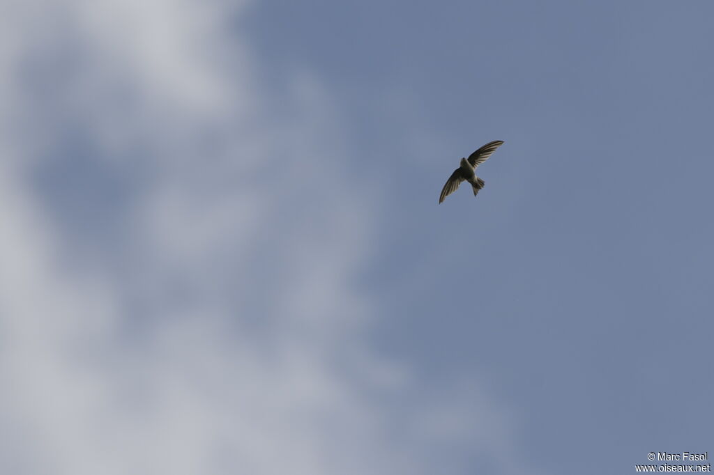 Andean Swiftadult, Flight