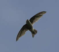 Andean Swift