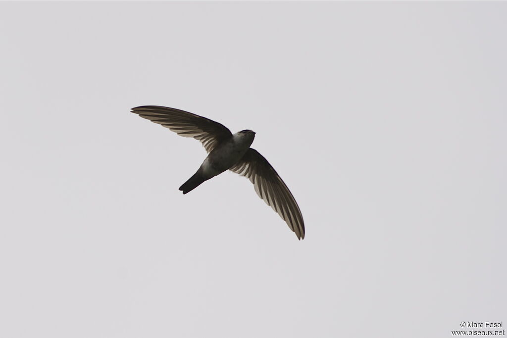 Andean Swiftadult, Flight