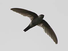 Andean Swift