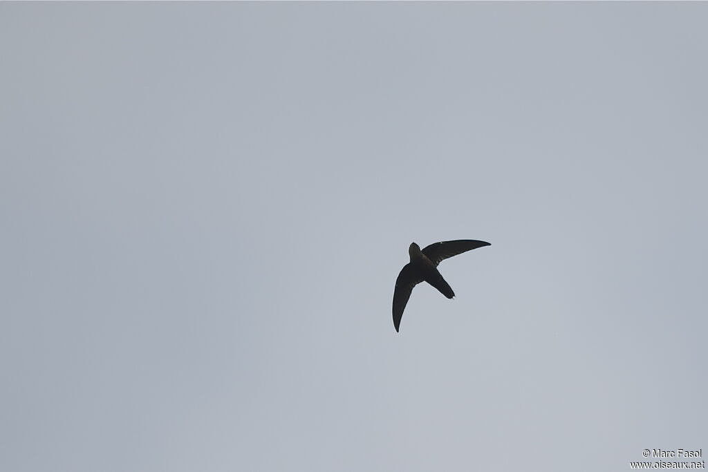 Costa Rican Swiftadult, Flight