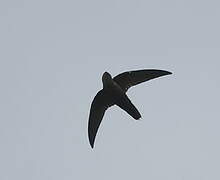 Costa Rican Swift