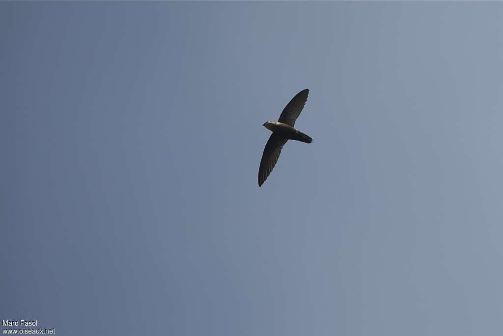 Costa Rican Swiftadult, Flight, Behaviour