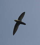 Costa Rican Swift