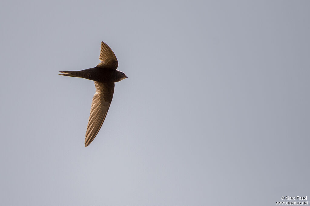 Common Swiftadult, Flight