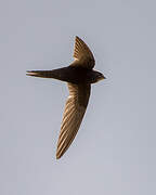 Common Swift