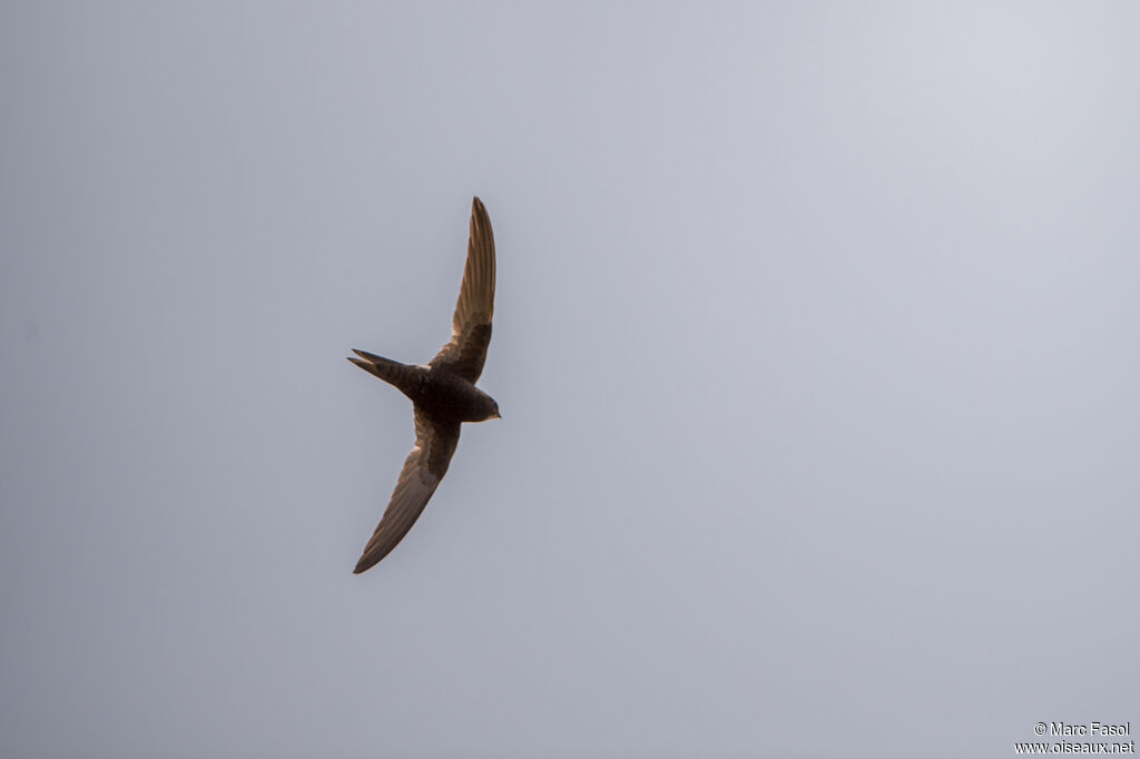 Common Swiftadult, Flight