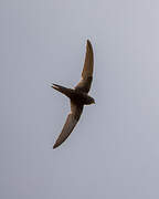 Common Swift