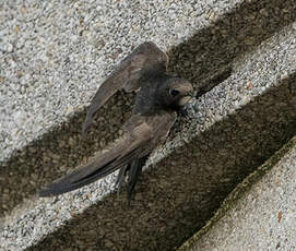 Martinet noir