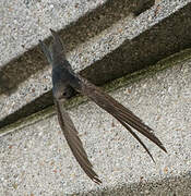 Common Swift