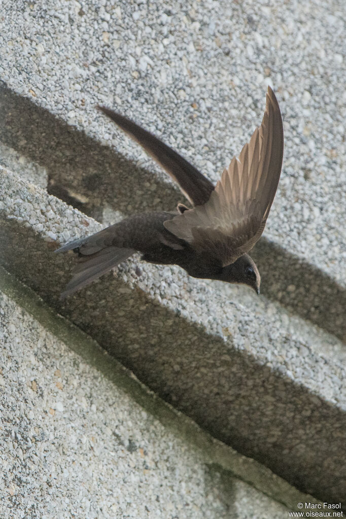 Martinet noiradulte nuptial, Vol, Nidification