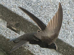 Common Swift