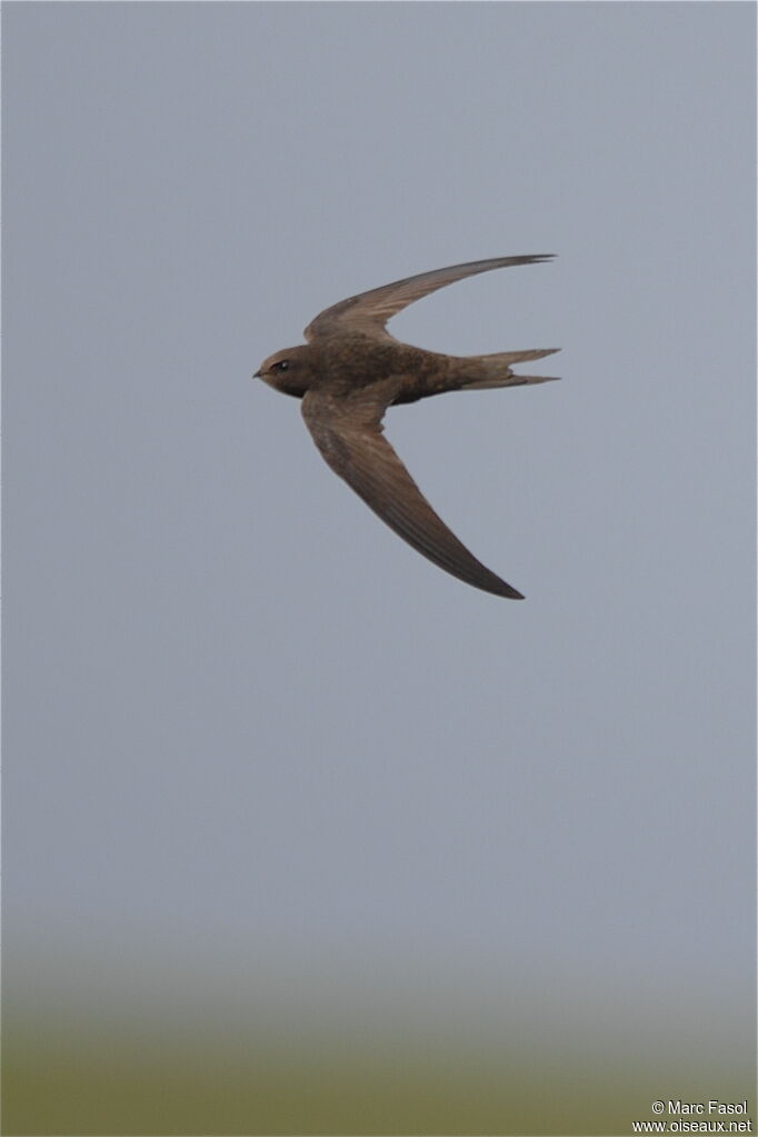 Common Swiftjuvenile, Flight