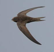 Common Swift