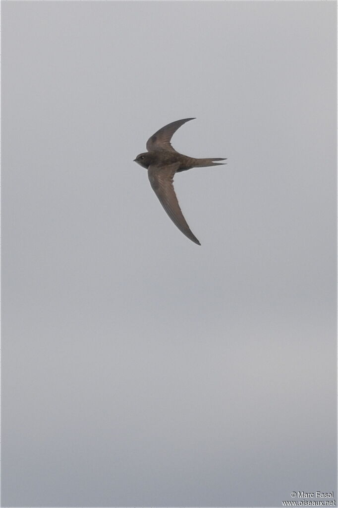 Common Swiftjuvenile, Flight