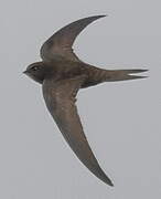 Common Swift