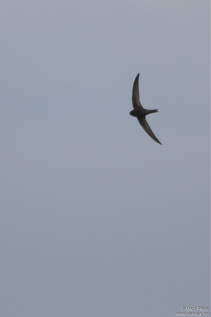 Common Swiftadult, Flight