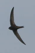 Common Swift