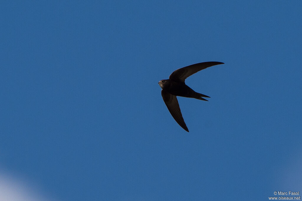 Common Swiftadult, Flight