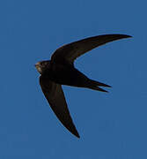 Common Swift