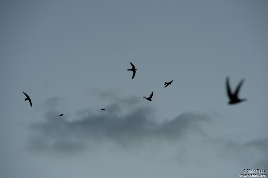 Martinet noir, Vol, pêche/chasse