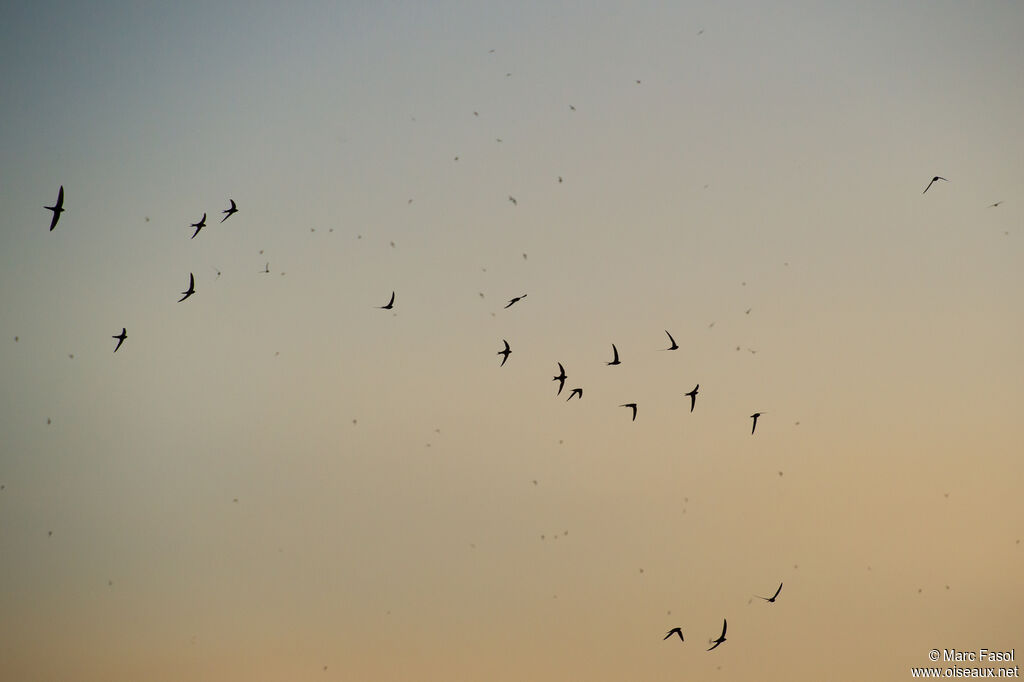 Common Swift